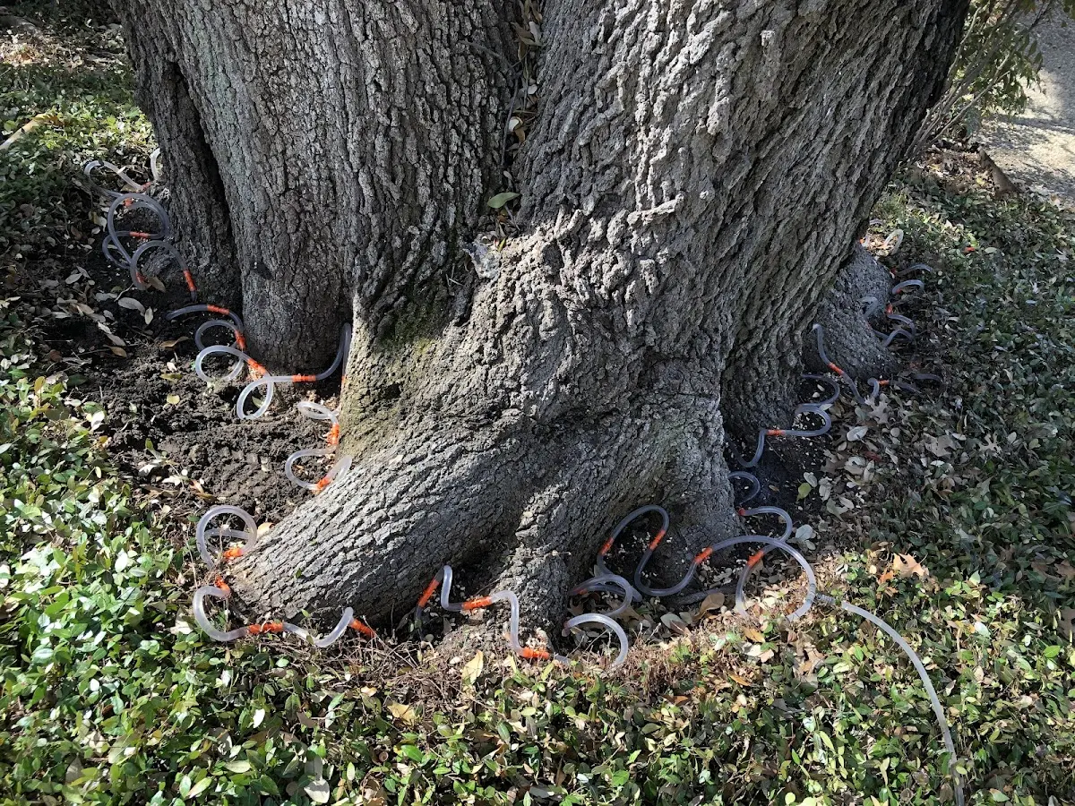 Detailed Tree Cabling and Bracing job site in Humnoke