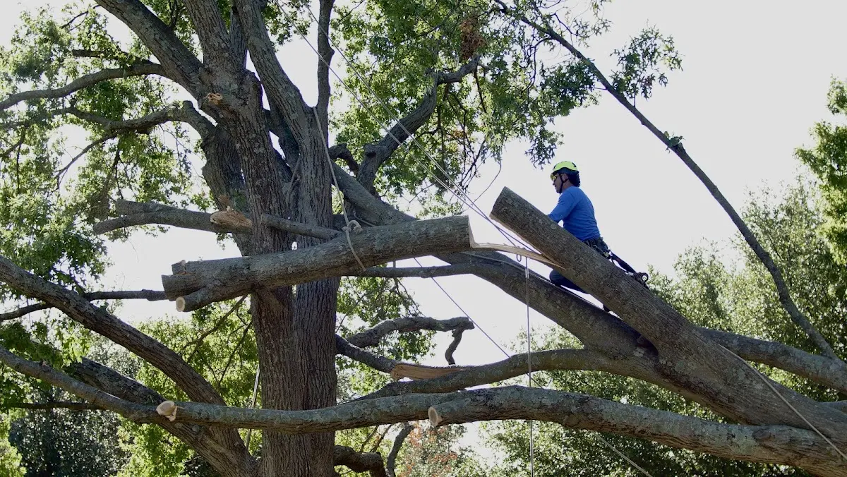 Professional Hazardous Tree Removal performed by certified arborists in Humnoke
