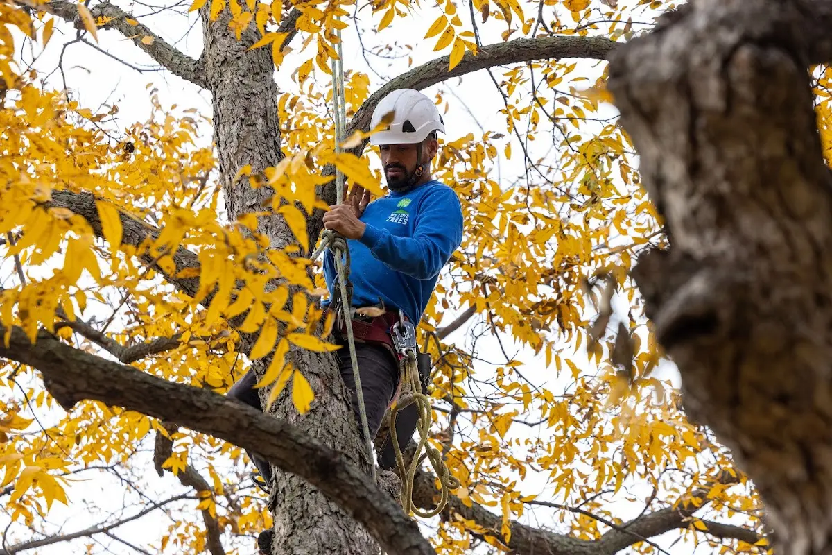 Skilled Storm Damage Cleanup crew working in Humnoke