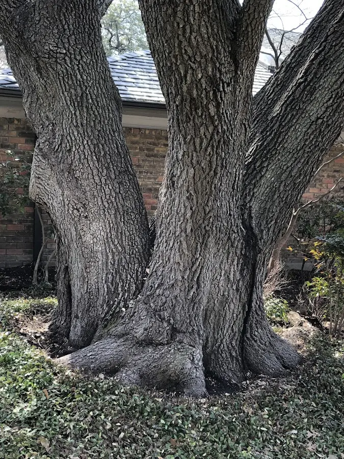 Mature heritage tree close to a Humnoke property cared for by certified arborists